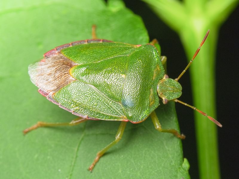 Palomena prasina (Linnaeus, 1761)